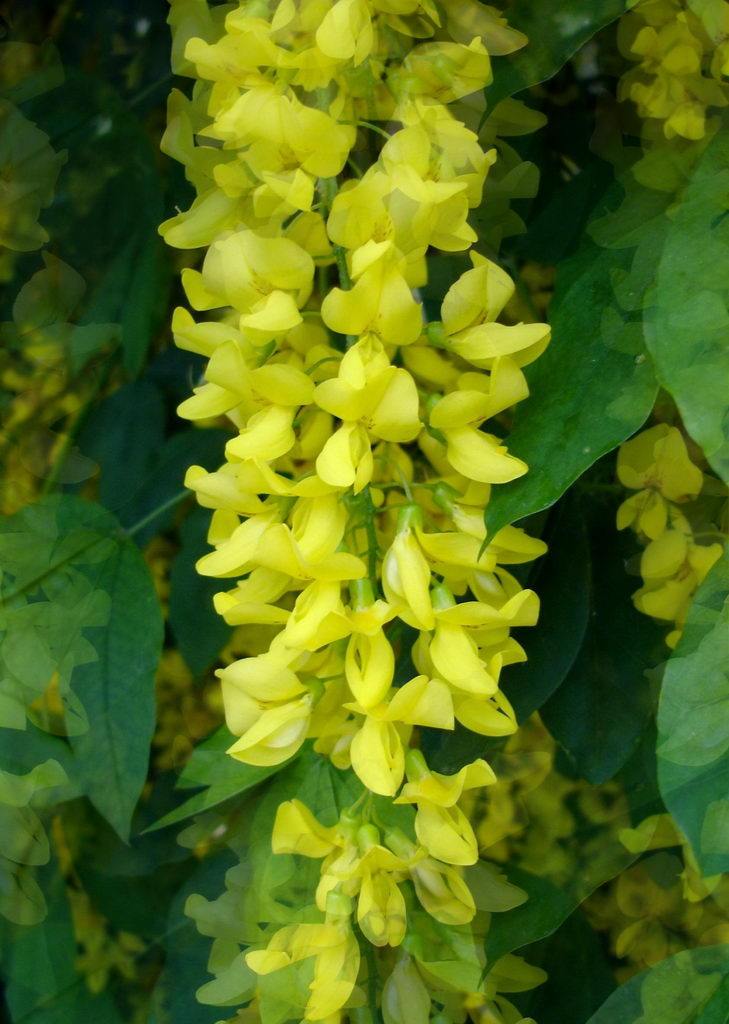 درخت پروانه